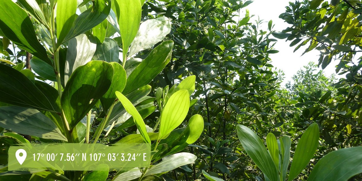 reforestation in Ben Hai, Vietnam