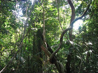 Bocas del Toro, Panama