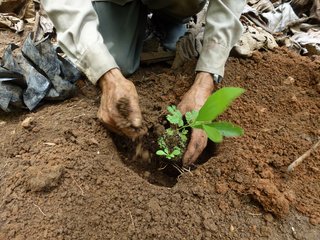 Seedling, GiftTree