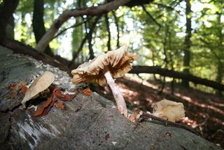 Pilz im Waldreservat Wilde Buche