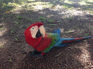 Scarlet macaw