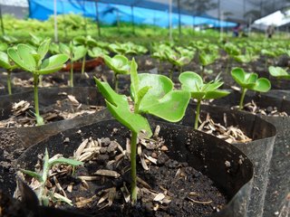 Seedling, 10,000th customer