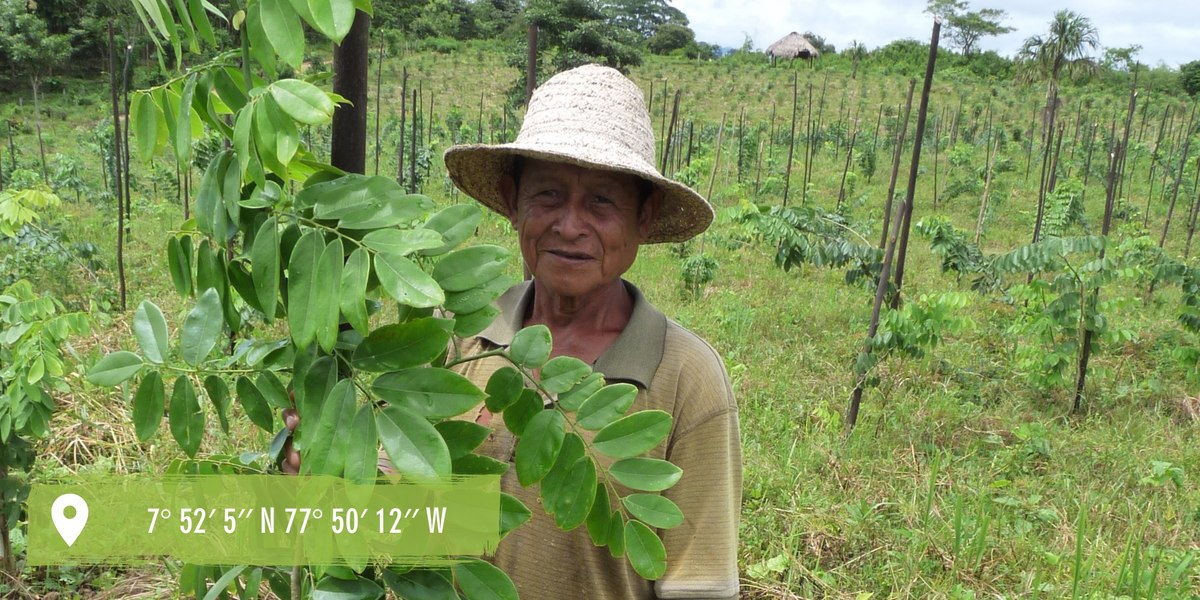 reforestation in Panama